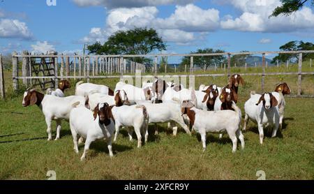 Un groupe de grandes chèvres Boers qui paissent dans les pâturages verts de la ferme Banque D'Images