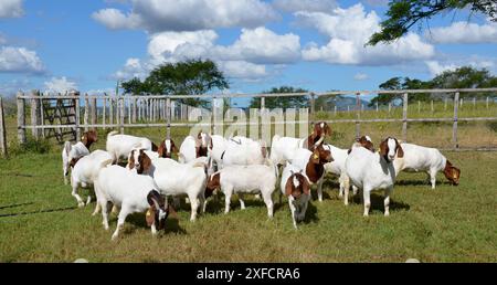 Un groupe de grandes chèvres Boers qui paissent dans les pâturages verts de la ferme Banque D'Images