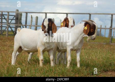Jeunes chèvres boer mâles à la ferme Banque D'Images