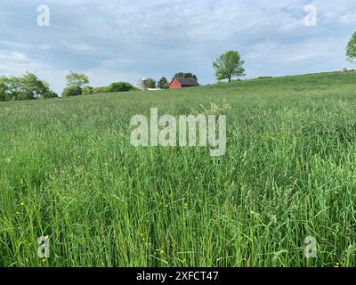 Il s'agit de la Bolton Heritage Farm, également connue sous le nom de Rose Farm, une réserve archéologique d'État désignée. Banque D'Images