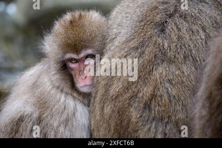 Gros plan d'un jeune macaque japonais accroché à un adulte dans un habitat naturel. Banque D'Images
