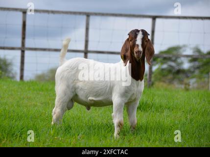 Jeunes chèvres boer mâles à la ferme Banque D'Images
