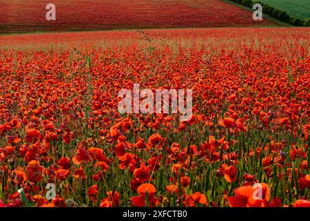 Champ de coquelicots, Yarnbury Camp / Château de Yarnbury, Wiltshire, Royaume-Uni, 19/06/2024, Credit:Michael Palmer/Alamy Live News Banque D'Images