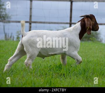 Jeunes chèvres boer mâles à la ferme Banque D'Images