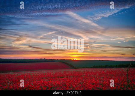 Champ de coquelicots, Yarnbury Camp / Château de Yarnbury, Wiltshire, Royaume-Uni, 19/06/2024, Credit:Michael Palmer/Alamy Live News Banque D'Images