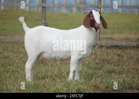 Belles chèvres Boer femelles à la ferme Banque D'Images