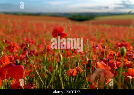 Champ de coquelicots, Yarnbury Camp / Château de Yarnbury, Wiltshire, Royaume-Uni, 19/06/2024, Credit:Michael Palmer/Alamy Live News Banque D'Images