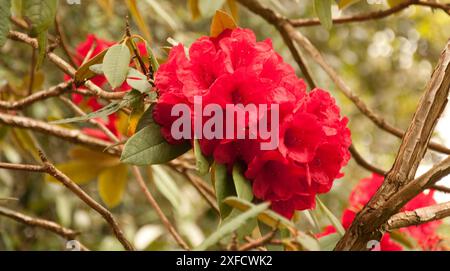 Red Rhododendron Flowers, Trelissick Gardens, Cornwall, Royaume-Uni Banque D'Images