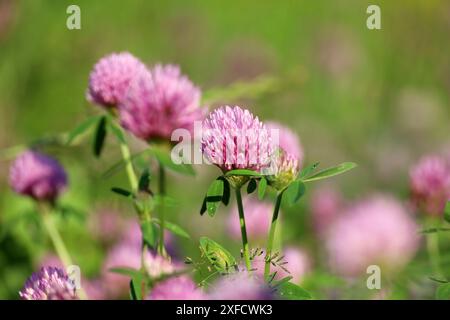 Fleurs de trèfle rose sur le champ d'été dans l'herbe verte Banque D'Images