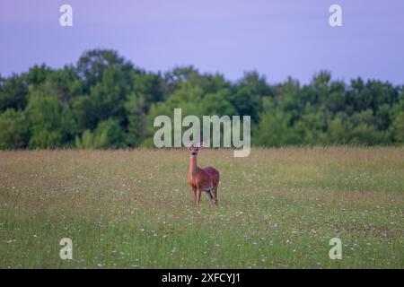 Buck à queue blanche lors d'une soirée de juin dans le nord du Wisconsin. Banque D'Images