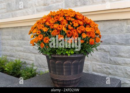 Fleurs de souci orange vibrantes nichées dans une jardinière marron classique - sur un fond flou de briques grises et de parement beige. Prise à Toronto, C. Banque D'Images