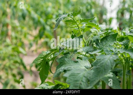 Verre Hothouse avec buisson vert de tomates cultivées crues. Tomates cerises mûrissant sur tige suspendue en serre. Produits alimentaires végétaliens respectueux de l'environnement Banque D'Images