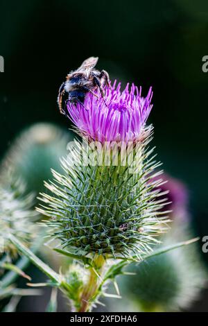 cirsium vulgare ou chardon commun comme mauvaise herbe de bord de route. Silybum marianum - fleur de chardon Marie. Un bourdon est assis sur une fleur de chardon Marie rose. Banque D'Images