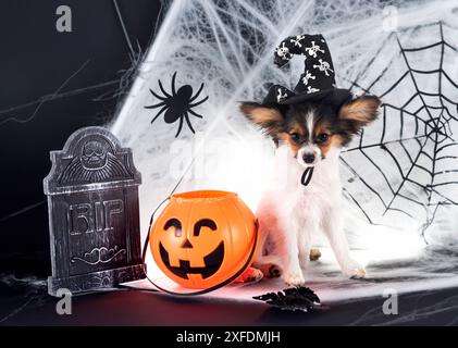 Chiot papillon dog in front of white background Banque D'Images