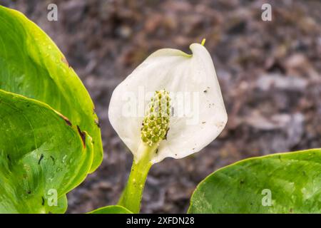 Fleur de Calla blanche avec leur spadix jaune-orange typique. Calla ou arum de tourbière, calla de marais, calla sauvage, griffe de squaw et arum d'eau Banque D'Images