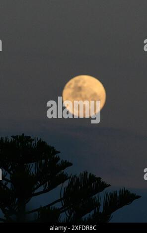 Vue au lever de la lune depuis le sommet du mont Maunganui à Tauranga, Nouvelle-Zélande. Banque D'Images