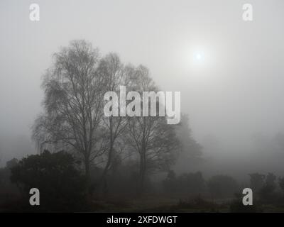 Bouleau argenté Betula pendula dans la brume, Rockford Common, New Forest National Park, Hampshire, Angleterre, Royaume-Uni, décembre 2018 Banque D'Images