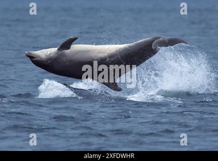 Déferlant le dauphin à gros bec (Tursiops truncatus) à Chanonry point, Écosse Banque D'Images