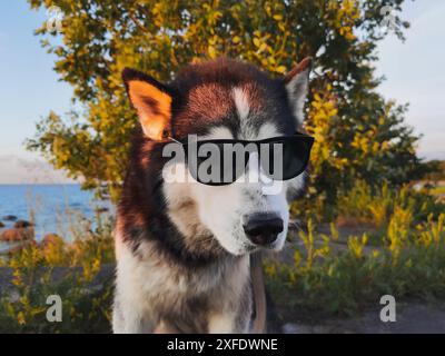 Drôle de photo avec des animaux, un chien Husky ??dans des lunettes de soleil dans la nature au coucher du soleil. Banque D'Images