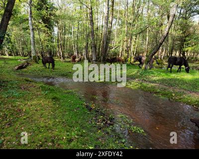 Ruisseau restauré à travers les bois et les poneys de pâturage à côté du ruisseau, près de Holmhill passage, New Forest National Park, Hampshire, Angleterre, Royaume-Uni, octobre Banque D'Images