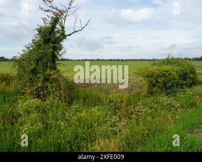 Un vieil arbre mort couvert de Bramble Rubus fruiticosus et de petit panais d'eau Berula erecta dans un fossé au bord de la route avec des bovins qui paissent au-delà, près de Bere Banque D'Images