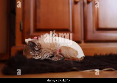 vieux chien mignon se reposant à la maison dans le salon après la chirurgie. Banque D'Images