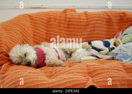 chiens lumineux adoptés mignons se reposant à la maison dans le salon sur le canapé. Portrait de deux chiens dormant Banque D'Images