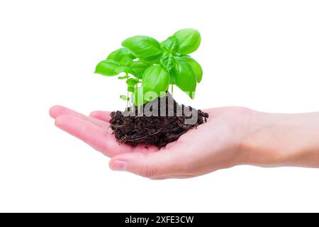 Main tenant une petite plante de basilic avec des racines et du sol isolé sur blanc. Concept de pratiques de jardinage écologiques. Banque D'Images