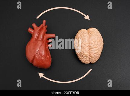 Modèle anatomique du cerveau et du cœur sur fond noir, reliés par des flèches courbes, symbolisant la boucle de rétroaction. Banque D'Images
