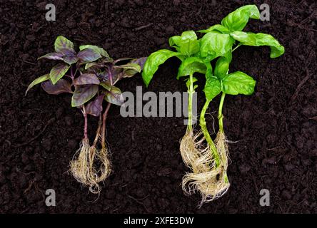 Deux groupes de plants de basilic avec des feuilles vertes et violettes dans un sol sombre. Cultivé un propre jardin d'herbes aromatiques. Banque D'Images