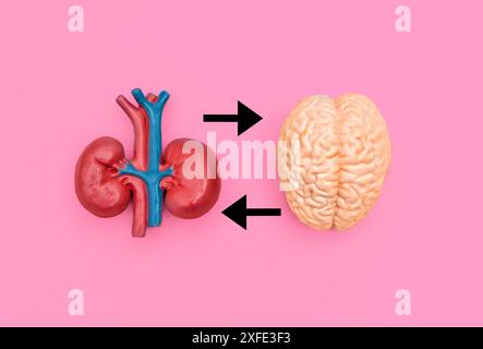 Anatomiquement correct des modèles de cerveau et de rein humains interconnectés par des flèches bilatérales sur fond rose. Accessoires visuels sur les systèmes nerveux et urinaire. Banque D'Images