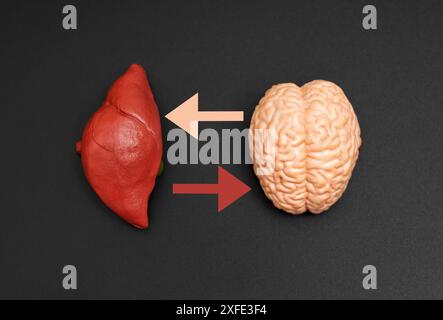 Schéma de connexion cerveau-foie avec répliques anatomiques miniatures d'organes humains disposés sur une surface noire. Banque D'Images