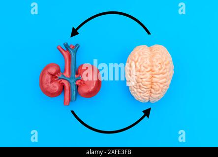 Modèle anatomique détaillé du cerveau et du rein interconnectés par des flèches circulaires, isolé sur fond bleu. Concept d'axe cerveau-reins. Banque D'Images