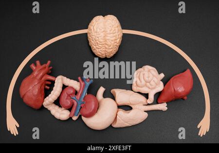 Modèle anatomique du cerveau et de divers organes humains reliés par une flèche courbe se terminant par des mains, symbolisant le contrôle et la coordination du cerveau Banque D'Images
