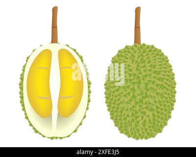 Fruit de durian entier et demi isolé sur fond blanc. Illustration de Vecteur