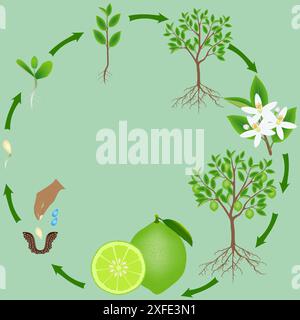 Cycle de vie d'une plante de chaux sur un fond vert. Illustration de Vecteur