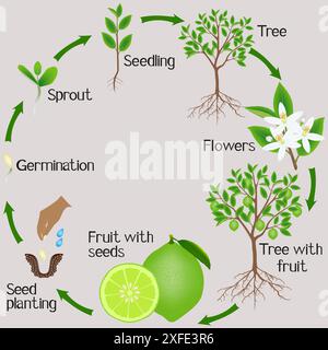 Un cycle de croissance d'une plante de chaux sur fond gris. Illustration de Vecteur