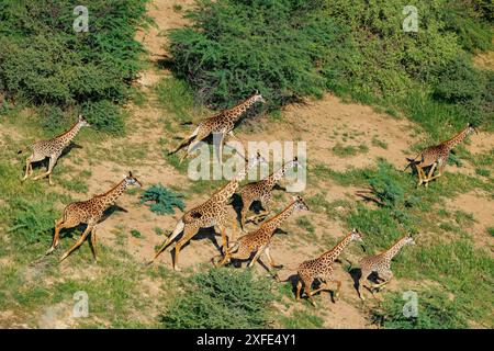 Kenya, portion de la vallée du rift entre le lac Magadi et le lac Natron, paysage arbuste de savane avec girafe masai (vue aérienne) Banque D'Images