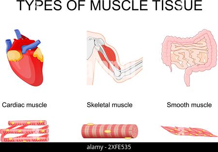 Tissu musculaire. Gros plan du muscle squelettique dans le biceps, du muscle cardiaque dans le cœur et du muscle lisse dans l'intestin grêle et le côlon. Myocytes. Vecteur Illustration de Vecteur