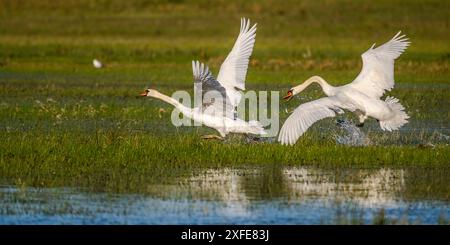 France, somme, Baie de somme, le Crotoy, Marais du Crotoy, cygne muet (Cygnus olor) pourchassant un cygne de son territoire Banque D'Images