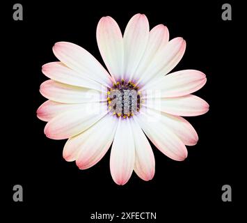 Vue de dessus d'une fleur de Marguerite d'ostéosperum rose macro blanche avec des étamines jaunes et noires poussant sur fond isolé noir. Elément de conception Banque D'Images