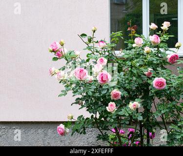 Fleurs de rose rouge grimpantes près de la fenêtre de la maison. Fleurs roses roses dans le jardin de printemps. Banque D'Images