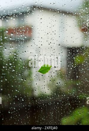 feuille collant à la fenêtre mouillée par la pluie Banque D'Images