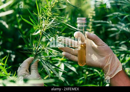 une main en gants blancs tient les feuilles de cannabis. Belles feuilles de cannabis vert. Le concept de culture du cannabis en agriculture. Légalisation de la lumière dr Banque D'Images