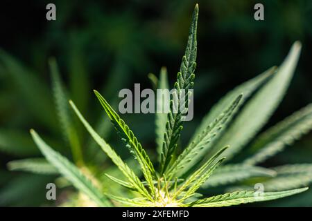 une main en gants blancs tient les feuilles de cannabis. Belles feuilles de cannabis vert. Le concept de culture du cannabis en agriculture. Légalisation de la lumière dr Banque D'Images