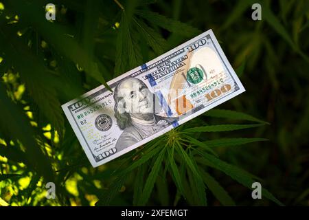 Cannabis médical feuille de marijuana sur des billets de cent dollars. feuille de marijuana pour de l'argent, des dollars et du cannabis, une entreprise légale et du marché noir. Banque D'Images