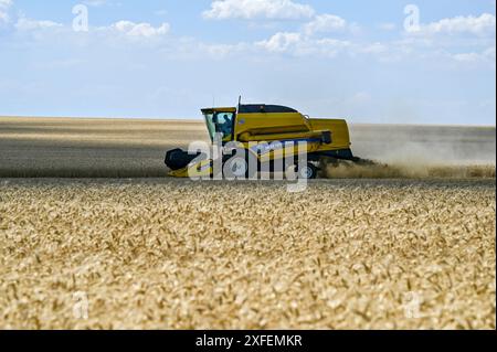 RÉGION de ZAPORIZHZHIA, UKRAINE - 29 JUIN 2024 - Une moissonneuse-batteuse récolte du blé d'hiver dans le champ de la coopérative de production agricole de Dniprovi Khvyli, dans la région de Zaporizhzhia, dans le sud-est de l'Ukraine. Banque D'Images