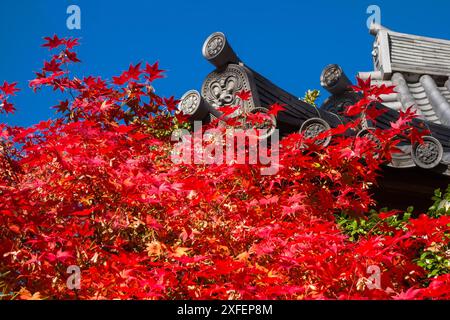 Automne au Japon. Feuilles rouges d'érable avec tuiles de toit traditionnelles japonaises Banque D'Images