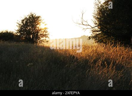 La lumière du soleil de la fin du printemps brille à travers la longue herbe au sommet de St Catherines Hill à Winchester, Hampshire Banque D'Images