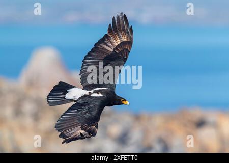 Aigle de Verreaux, aigle noir (Aquila verreauxii), en vol plané, vue latérale, Afrique du Sud, Cap occidental, Langebaan Banque D'Images